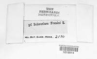 Image of Septobasidium fraxini